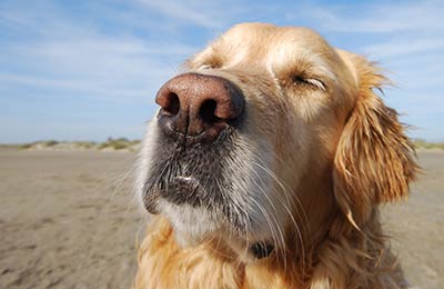 pet booking informacione 